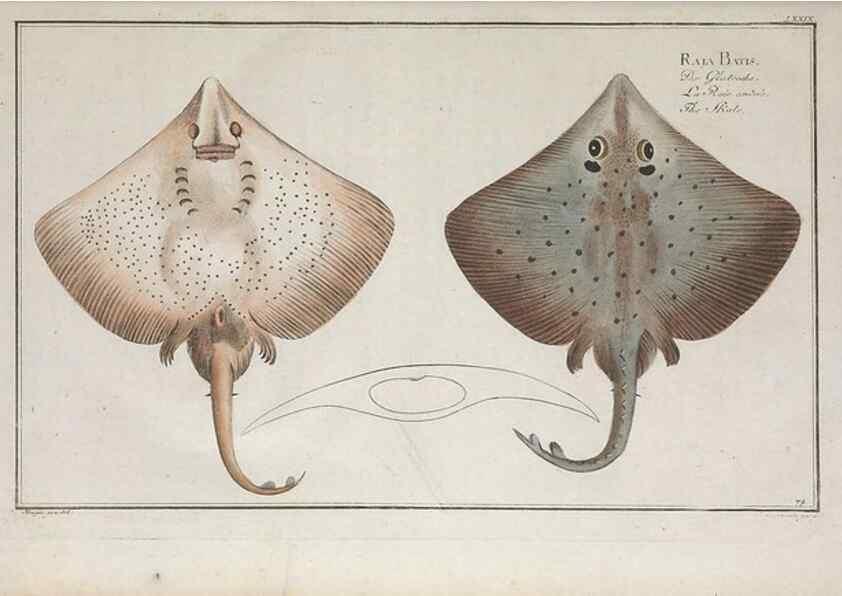 Reproducción/Reproduction 49770808987: Ichtyologie, ou, Histoire naturelle, générale et particulière des poissons :. A Berlin :Chez l'auteur, & chez François de la Garde libraire,1785-1797.. 