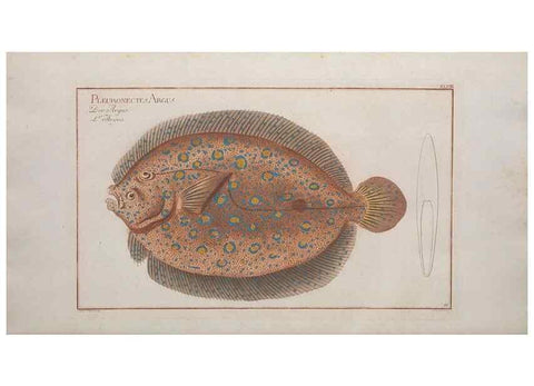 Reproducción/Reproduction 49769555102: Ichtyologie, ou, Histoire naturelle, générale et particulière des poissons :. A Berlin :Chez l'auteur, & chez François de la Garde libraire,1785-1797.. 
