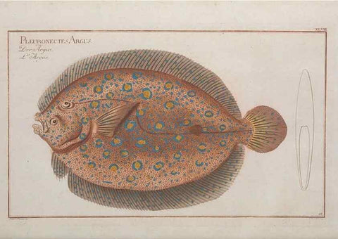 Reproducción/Reproduction 49769555102: Ichtyologie, ou, Histoire naturelle, générale et particulière des poissons :. A Berlin :Chez l'auteur, & chez François de la Garde libraire,1785-1797.. 