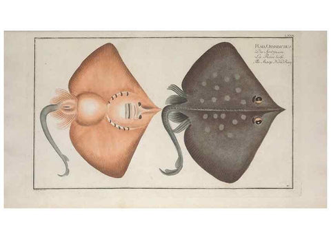 Reproducción/Reproduction 49770484086: Ichtyologie, ou, Histoire naturelle, générale et particulière des poissons :. A Berlin :Chez l'auteur, & chez François de la Garde libraire,1785-1797.. 