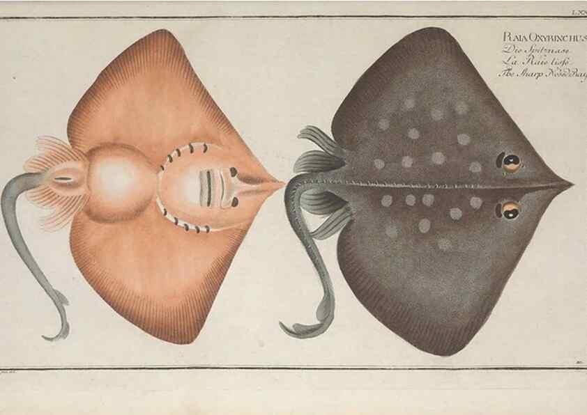 Reproducción/Reproduction 49770484086: Ichtyologie, ou, Histoire naturelle, générale et particulière des poissons :. A Berlin :Chez l'auteur, & chez François de la Garde libraire,1785-1797.. 