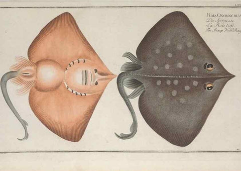Reproducción/Reproduction 49770484086: Ichtyologie, ou, Histoire naturelle, générale et particulière des poissons :. A Berlin :Chez l'auteur, & chez François de la Garde libraire,1785-1797.. 