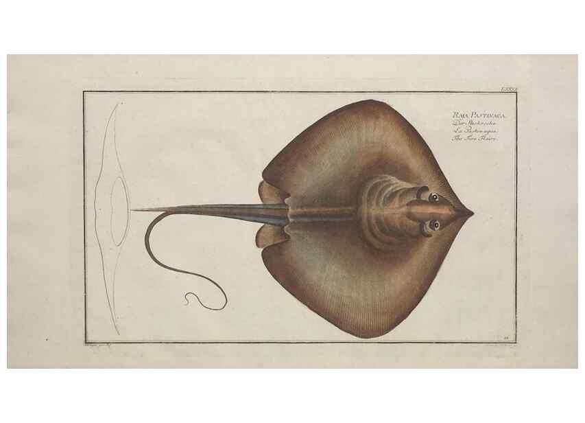 Reproducción/Reproduction 49769952108: Ichtyologie, ou, Histoire naturelle, générale et particulière des poissons :. A Berlin :Chez l'auteur, & chez François de la Garde libraire,1785-1797.. 