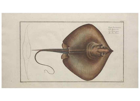 Reproducción/Reproduction 49769952108: Ichtyologie, ou, Histoire naturelle, générale et particulière des poissons :. A Berlin :Chez l'auteur, & chez François de la Garde libraire,1785-1797.. 