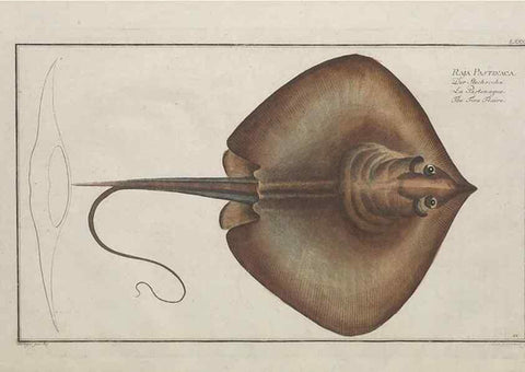 Reproducción/Reproduction 49769952108: Ichtyologie, ou, Histoire naturelle, générale et particulière des poissons :. A Berlin :Chez l'auteur, & chez François de la Garde libraire,1785-1797.. 
