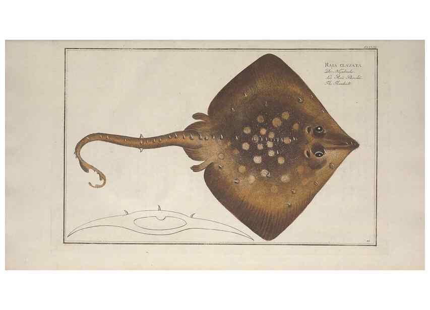 Reproducción/Reproduction 49770485281: Ichtyologie, ou, Histoire naturelle, générale et particulière des poissons :. A Berlin :Chez l'auteur, & chez François de la Garde libraire,1785-1797.. 