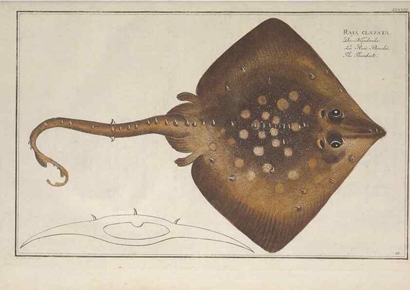 Reproducción/Reproduction 49770485281: Ichtyologie, ou, Histoire naturelle, générale et particulière des poissons :. A Berlin :Chez l'auteur, & chez François de la Garde libraire,1785-1797.. 