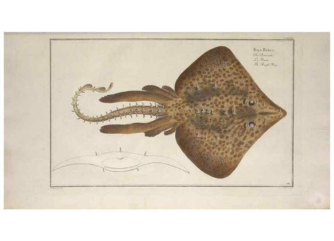 Reproducción/Reproduction 49770485691: Ichtyologie, ou, Histoire naturelle, générale et particulière des poissons :. A Berlin :Chez l'auteur, & chez François de la Garde libraire,1785-1797.. 
