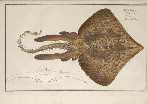 Reproducción/Reproduction 49770485691: Ichtyologie, ou, Histoire naturelle, générale et particulière des poissons :. A Berlin :Chez l'auteur, & chez François de la Garde libraire,1785-1797.. 