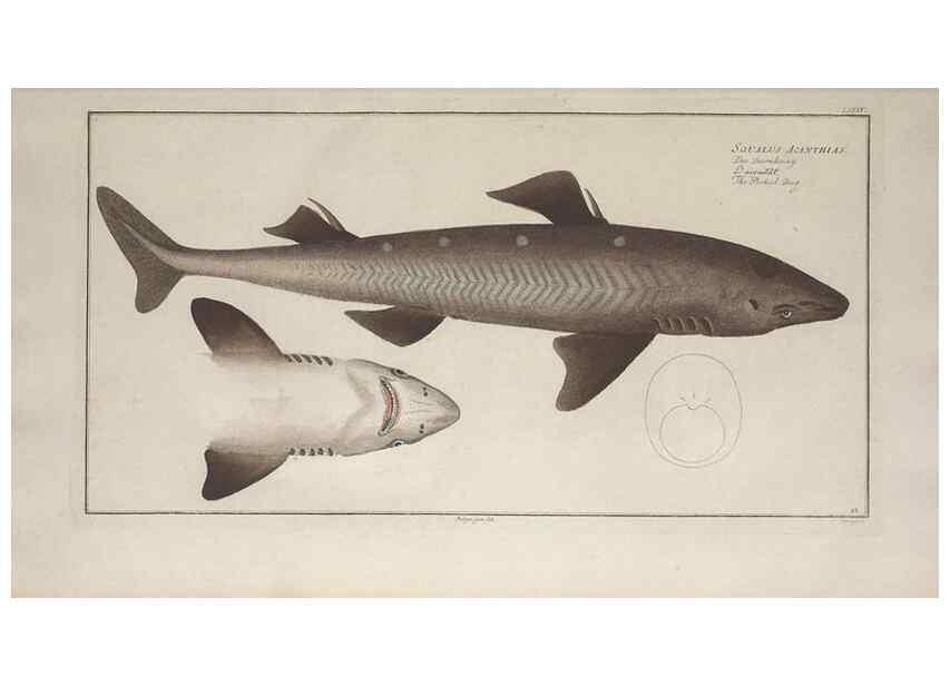 Reproducción/Reproduction 49769953338: Ichtyologie, ou, Histoire naturelle, générale et particulière des poissons :. A Berlin :Chez l'auteur, & chez François de la Garde libraire,1785-1797.. 