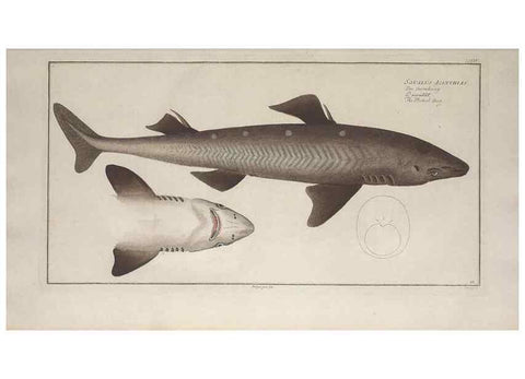 Reproducción/Reproduction 49769953338: Ichtyologie, ou, Histoire naturelle, générale et particulière des poissons :. A Berlin :Chez l'auteur, & chez François de la Garde libraire,1785-1797.. 