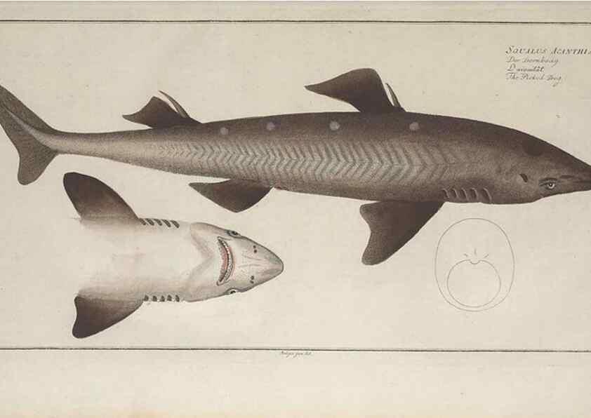 Reproducción/Reproduction 49769953338: Ichtyologie, ou, Histoire naturelle, générale et particulière des poissons :. A Berlin :Chez l'auteur, & chez François de la Garde libraire,1785-1797.. 
