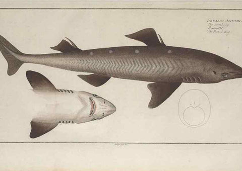 Reproducción/Reproduction 49769953338: Ichtyologie, ou, Histoire naturelle, générale et particulière des poissons :. A Berlin :Chez l'auteur, & chez François de la Garde libraire,1785-1797.. 