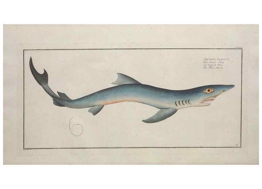 Reproducción/Reproduction 49770486516: Ichtyologie, ou, Histoire naturelle, générale et particulière des poissons :. A Berlin :Chez l'auteur, & chez François de la Garde libraire,1785-1797.. 