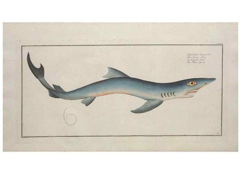 Reproducción/Reproduction 49770486516: Ichtyologie, ou, Histoire naturelle, générale et particulière des poissons :. A Berlin :Chez l'auteur, & chez François de la Garde libraire,1785-1797.. 