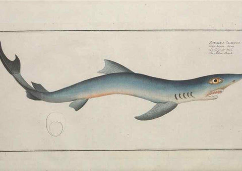 Reproducción/Reproduction 49770486516: Ichtyologie, ou, Histoire naturelle, générale et particulière des poissons :. A Berlin :Chez l'auteur, & chez François de la Garde libraire,1785-1797.. 