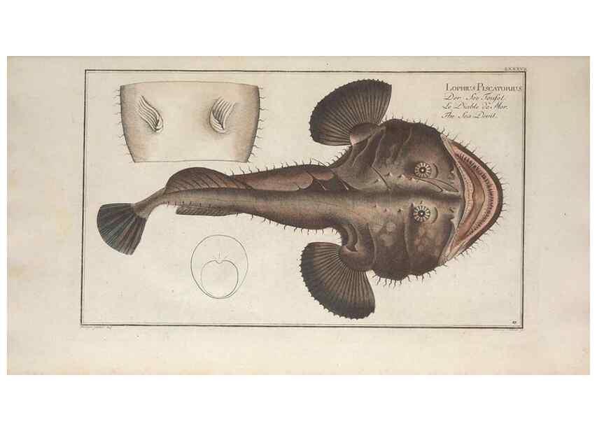 Reproducción/Reproduction 49770486911: Ichtyologie, ou, Histoire naturelle, générale et particulière des poissons :. A Berlin :Chez l'auteur, & chez François de la Garde libraire,1785-1797.. 