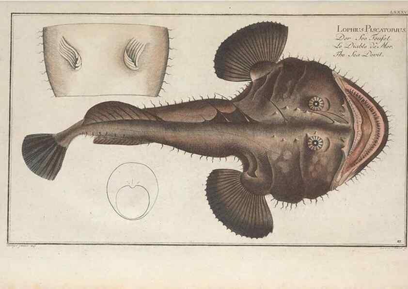 Reproducción/Reproduction 49770486911: Ichtyologie, ou, Histoire naturelle, générale et particulière des poissons :. A Berlin :Chez l'auteur, & chez François de la Garde libraire,1785-1797.. 