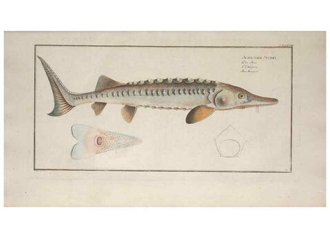 Reproducción/Reproduction 49770812467: Ichtyologie, ou, Histoire naturelle, générale et particulière des poissons :. A Berlin :Chez l'auteur, & chez François de la Garde libraire,1785-1797.. 