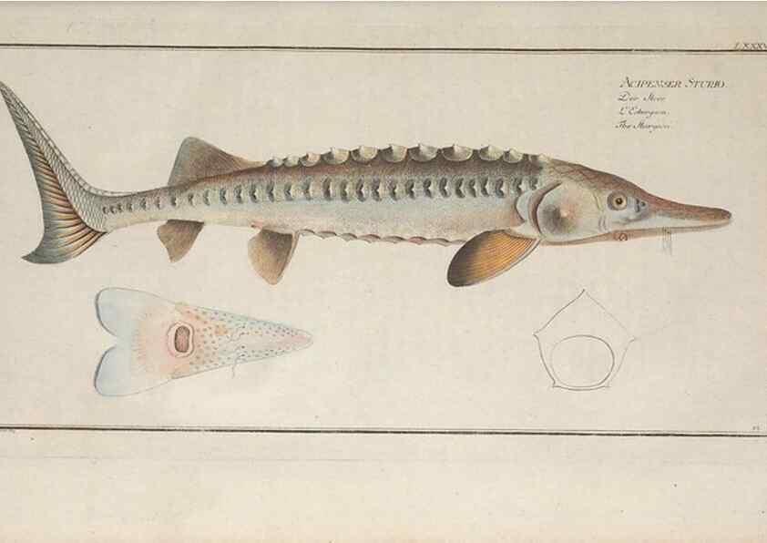 Reproducción/Reproduction 49770812467: Ichtyologie, ou, Histoire naturelle, générale et particulière des poissons :. A Berlin :Chez l'auteur, & chez François de la Garde libraire,1785-1797.. 