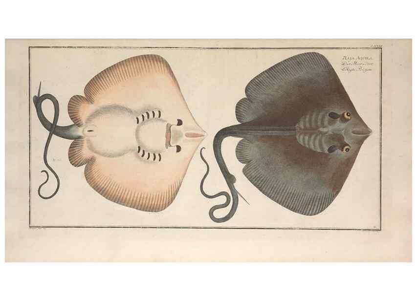 Reproducción/Reproduction 49770484521: Ichtyologie, ou, Histoire naturelle, générale et particulière des poissons :. A Berlin :Chez l'auteur, & chez François de la Garde libraire,1785-1797.. 
