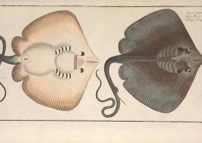 Reproducción/Reproduction 49770484521: Ichtyologie, ou, Histoire naturelle, générale et particulière des poissons :. A Berlin :Chez l'auteur, & chez François de la Garde libraire,1785-1797.. 