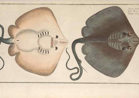 Reproducción/Reproduction 49770484521: Ichtyologie, ou, Histoire naturelle, générale et particulière des poissons :. A Berlin :Chez l'auteur, & chez François de la Garde libraire,1785-1797.. 