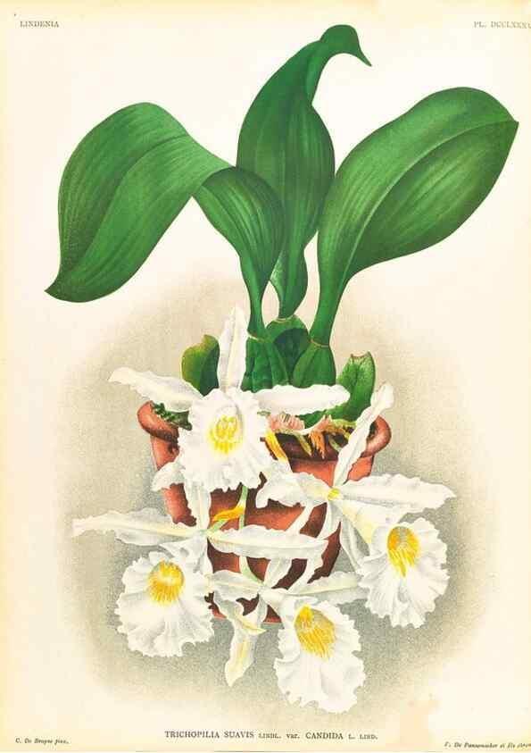 Reproducción/Reproduction 49756786963: Lindenia :. Gand [Belgium] :Impr. F. Meyer-van Loo,1885-1906.. 