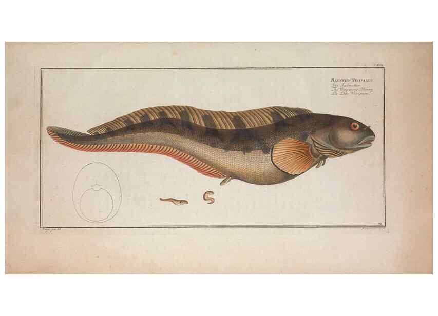 Reproducción/Reproduction 49769163001: Ichtyologie, ou, Histoire naturelle, générale et particulière des poissons :. A Berlin :Chez l'auteur, & chez François de la Garde libraire,1785-1797.. 