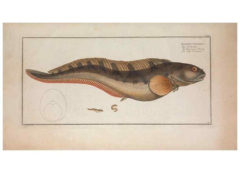 Reproducción/Reproduction 49769163001: Ichtyologie, ou, Histoire naturelle, générale et particulière des poissons :. A Berlin :Chez l'auteur, & chez François de la Garde libraire,1785-1797.. 