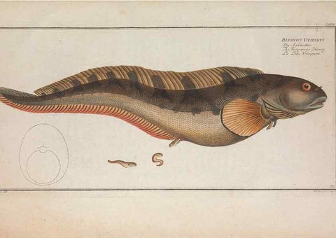 Reproducción/Reproduction 49769163001: Ichtyologie, ou, Histoire naturelle, générale et particulière des poissons :. A Berlin :Chez l'auteur, & chez François de la Garde libraire,1785-1797.. 