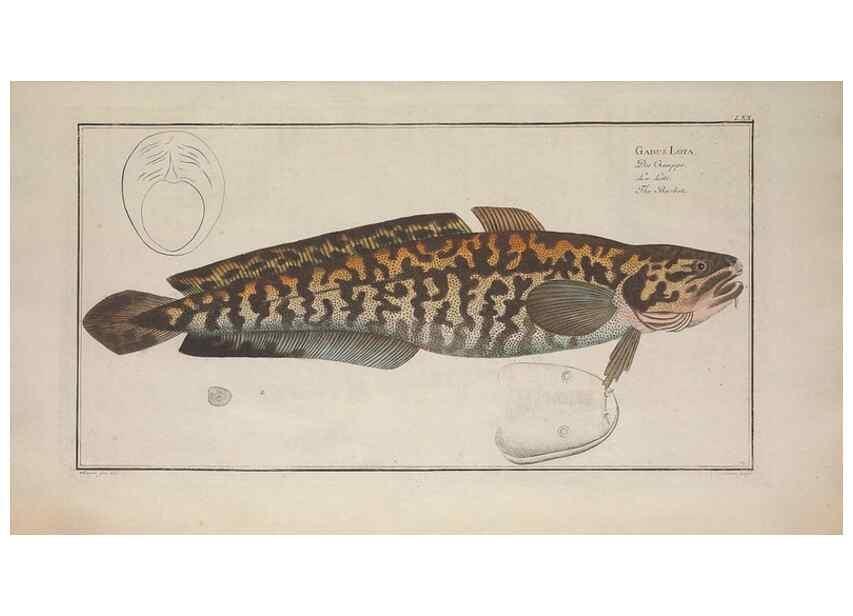 Reproducción/Reproduction 49769487037: Ichtyologie, ou, Histoire naturelle, générale et particulière des poissons :. A Berlin :Chez l'auteur, & chez François de la Garde libraire,1785-1797.. 