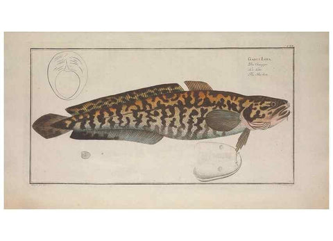 Reproducción/Reproduction 49769487037: Ichtyologie, ou, Histoire naturelle, générale et particulière des poissons :. A Berlin :Chez l'auteur, & chez François de la Garde libraire,1785-1797.. 