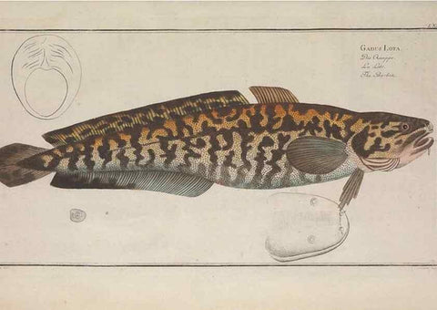 Reproducción/Reproduction 49769487037: Ichtyologie, ou, Histoire naturelle, générale et particulière des poissons :. A Berlin :Chez l'auteur, & chez François de la Garde libraire,1785-1797.. 