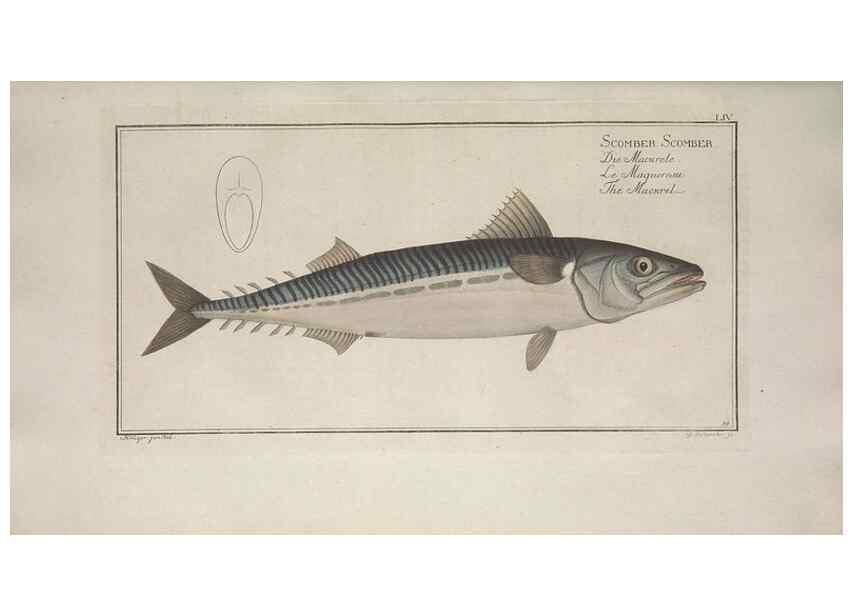 Reproducción/Reproduction 49768622138: Ichtyologie, ou, Histoire naturelle, générale et particulière des poissons :. A Berlin :Chez l'auteur, & chez François de la Garde libraire,1785-1797.. 