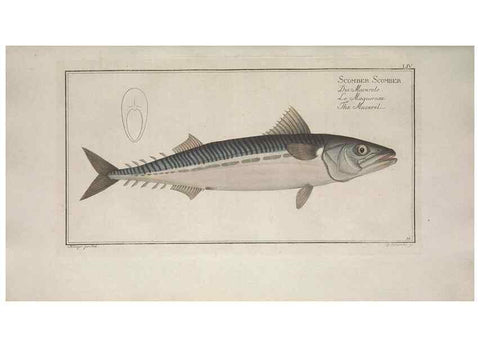 Reproducción/Reproduction 49768622138: Ichtyologie, ou, Histoire naturelle, générale et particulière des poissons :. A Berlin :Chez l'auteur, & chez François de la Garde libraire,1785-1797.. 