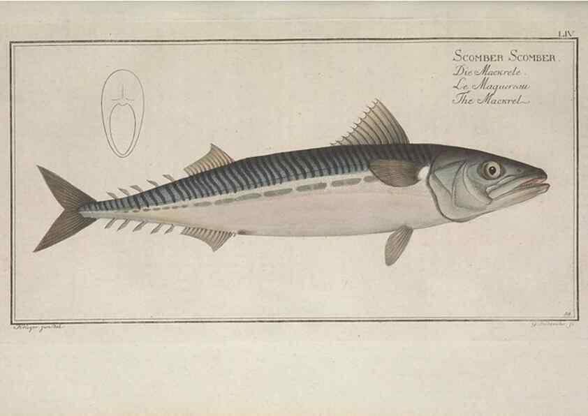 Reproducción/Reproduction 49768622138: Ichtyologie, ou, Histoire naturelle, générale et particulière des poissons :. A Berlin :Chez l'auteur, & chez François de la Garde libraire,1785-1797.. 