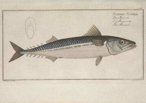 Reproducción/Reproduction 49768622138: Ichtyologie, ou, Histoire naturelle, générale et particulière des poissons :. A Berlin :Chez l'auteur, & chez François de la Garde libraire,1785-1797.. 