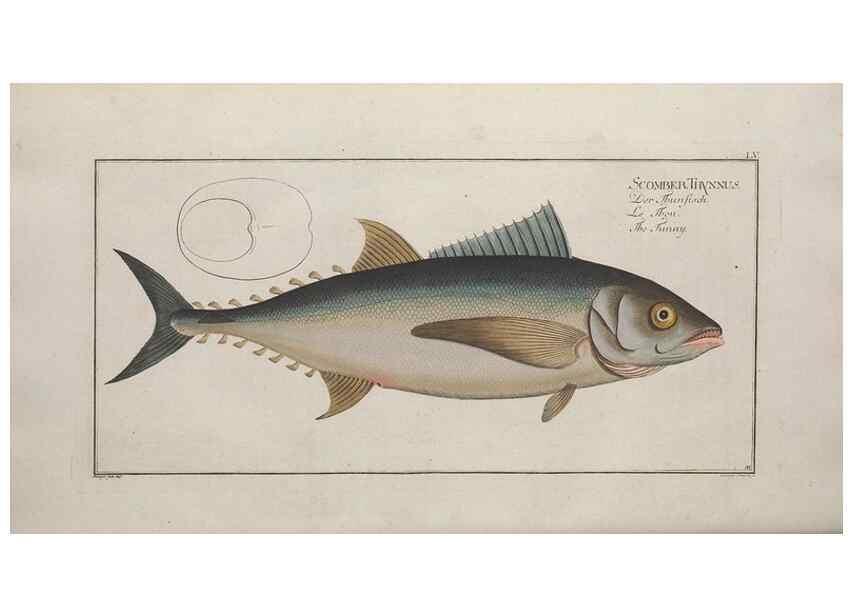 Reproducción/Reproduction 49769157246: Ichtyologie, ou, Histoire naturelle, générale et particulière des poissons :. A Berlin :Chez l'auteur, & chez François de la Garde libraire,1785-1797.. 
