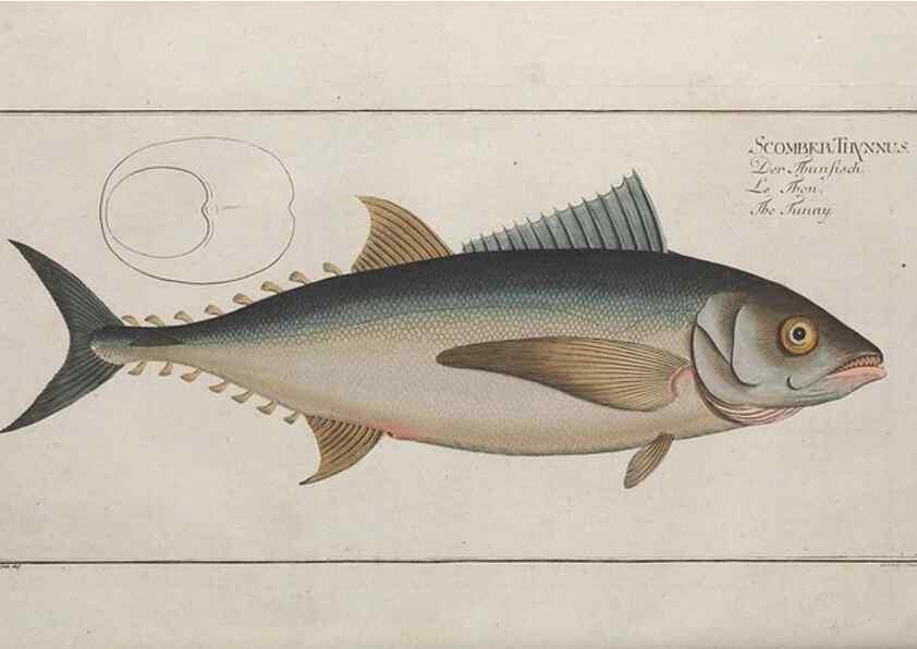 Reproducción/Reproduction 49769157246: Ichtyologie, ou, Histoire naturelle, générale et particulière des poissons :. A Berlin :Chez l'auteur, & chez François de la Garde libraire,1785-1797.. 