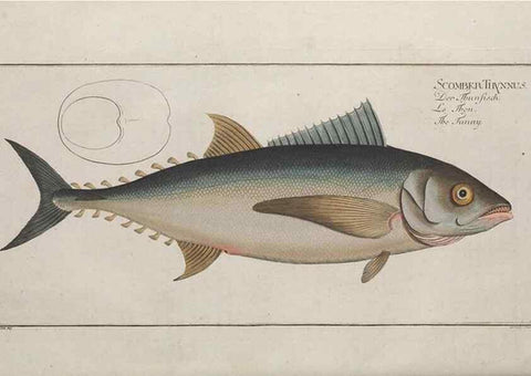 Reproducción/Reproduction 49769157246: Ichtyologie, ou, Histoire naturelle, générale et particulière des poissons :. A Berlin :Chez l'auteur, & chez François de la Garde libraire,1785-1797.. 