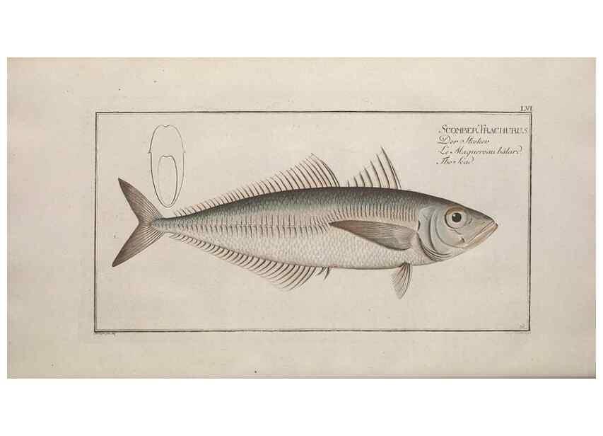 Reproducción/Reproduction 49769482127: Ichtyologie, ou, Histoire naturelle, générale et particulière des poissons :. A Berlin :Chez l'auteur, & chez François de la Garde libraire,1785-1797.. 