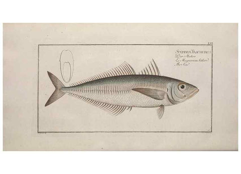 Reproducción/Reproduction 49769482127: Ichtyologie, ou, Histoire naturelle, générale et particulière des poissons :. A Berlin :Chez l'auteur, & chez François de la Garde libraire,1785-1797.. 