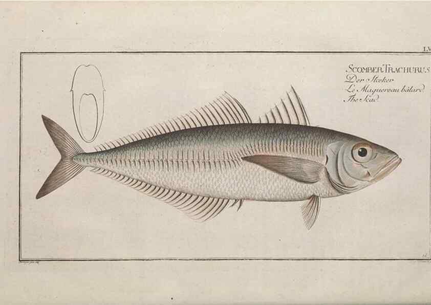 Reproducción/Reproduction 49769482127: Ichtyologie, ou, Histoire naturelle, générale et particulière des poissons :. A Berlin :Chez l'auteur, & chez François de la Garde libraire,1785-1797.. 
