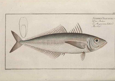 Reproducción/Reproduction 49769482127: Ichtyologie, ou, Histoire naturelle, générale et particulière des poissons :. A Berlin :Chez l'auteur, & chez François de la Garde libraire,1785-1797.. 