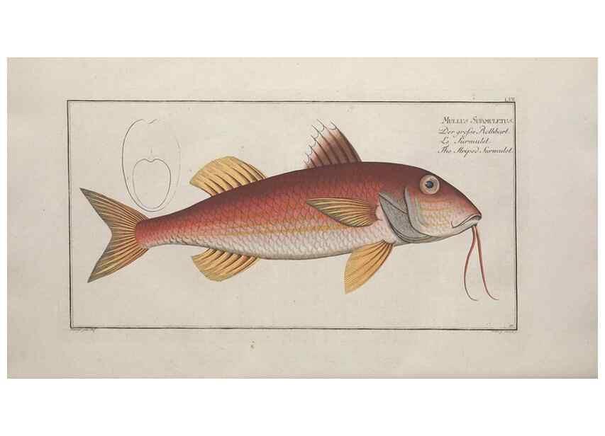 Reproducción/Reproduction 49769482577: Ichtyologie, ou, Histoire naturelle, générale et particulière des poissons :. A Berlin :Chez l'auteur, & chez François de la Garde libraire,1785-1797.. 