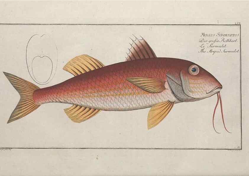 Reproducción/Reproduction 49769482577: Ichtyologie, ou, Histoire naturelle, générale et particulière des poissons :. A Berlin :Chez l'auteur, & chez François de la Garde libraire,1785-1797.. 