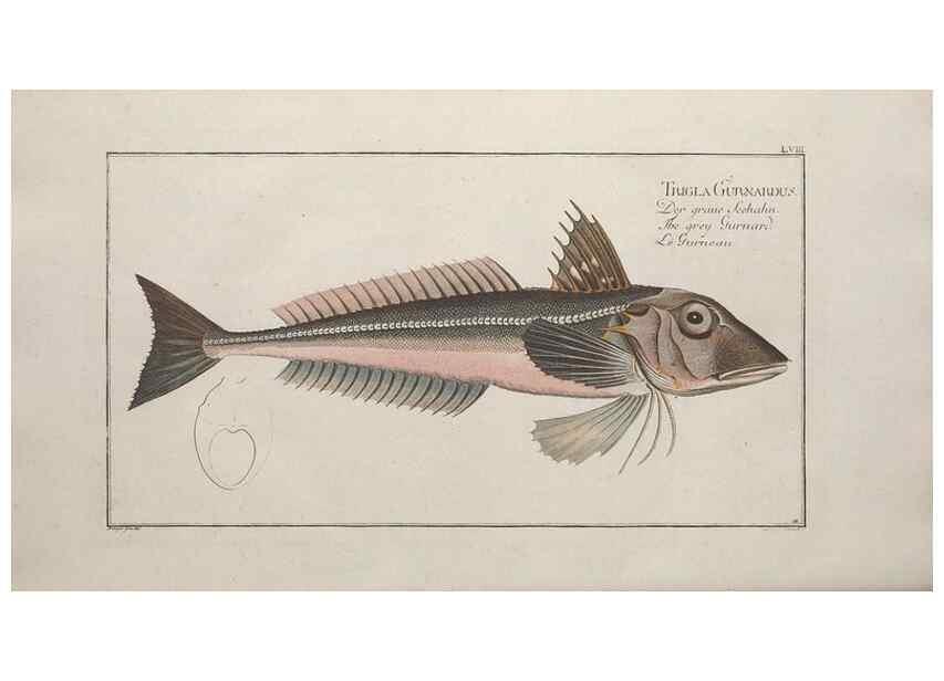 Reproducción/Reproduction 49769158406: Ichtyologie, ou, Histoire naturelle, générale et particulière des poissons :. A Berlin :Chez l'auteur, & chez François de la Garde libraire,1785-1797.. 