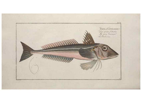 Reproducción/Reproduction 49769158406: Ichtyologie, ou, Histoire naturelle, générale et particulière des poissons :. A Berlin :Chez l'auteur, & chez François de la Garde libraire,1785-1797.. 