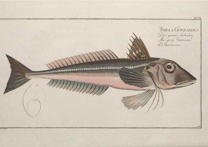 Reproducción/Reproduction 49769158406: Ichtyologie, ou, Histoire naturelle, générale et particulière des poissons :. A Berlin :Chez l'auteur, & chez François de la Garde libraire,1785-1797.. 